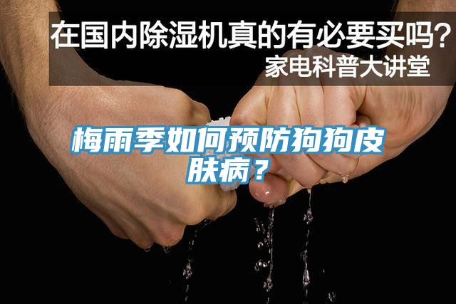 梅雨季如何預防狗狗皮膚病？